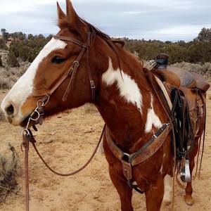 Meet your Posher, Kelsey